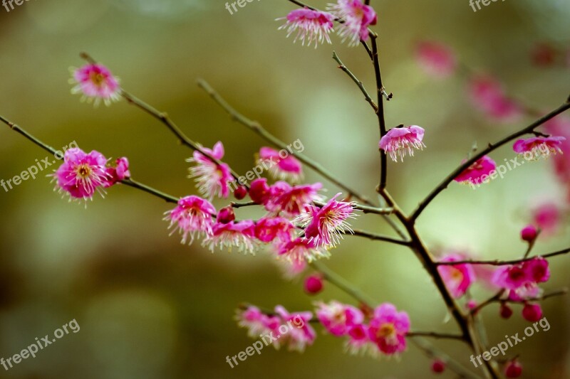 Flowers Plum Plum Blossoms Red Plum Plant