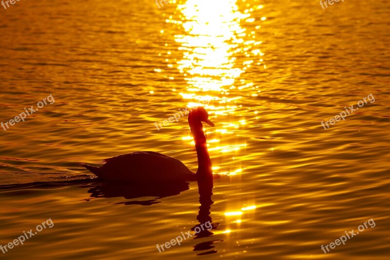 Swan Bird At Dusk Reflection Japan