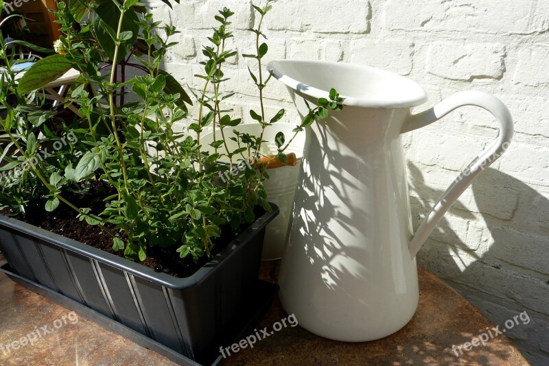 Herbs Plant Pot Shadow Sun