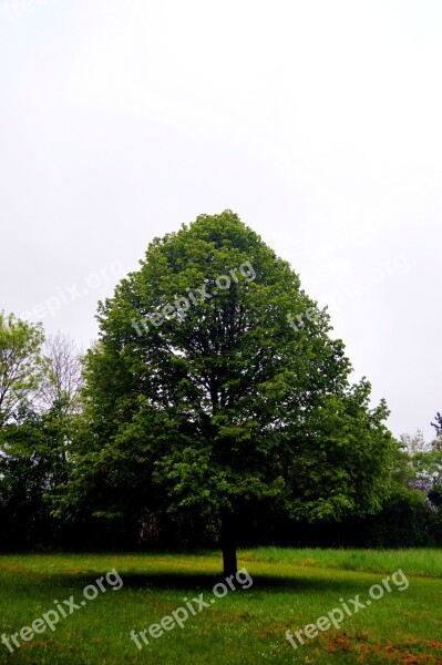 Tree Prairie Landscape Nature Field