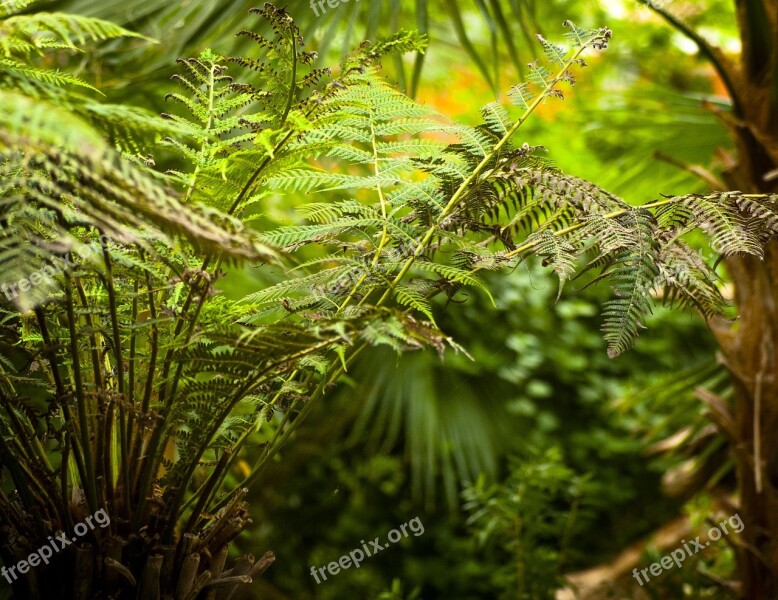 Fern Plant Leaf Fern Free Photos