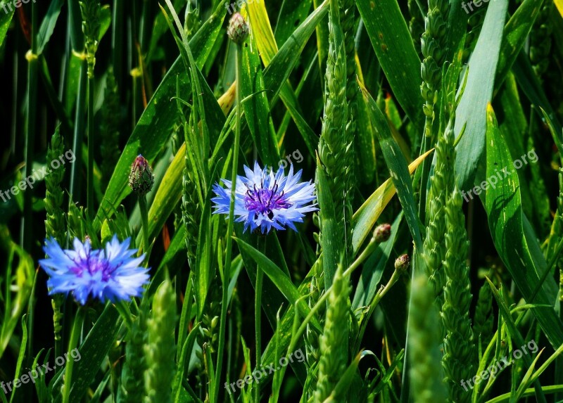 Cornflower Edge Of Field Insect Macro Meadow