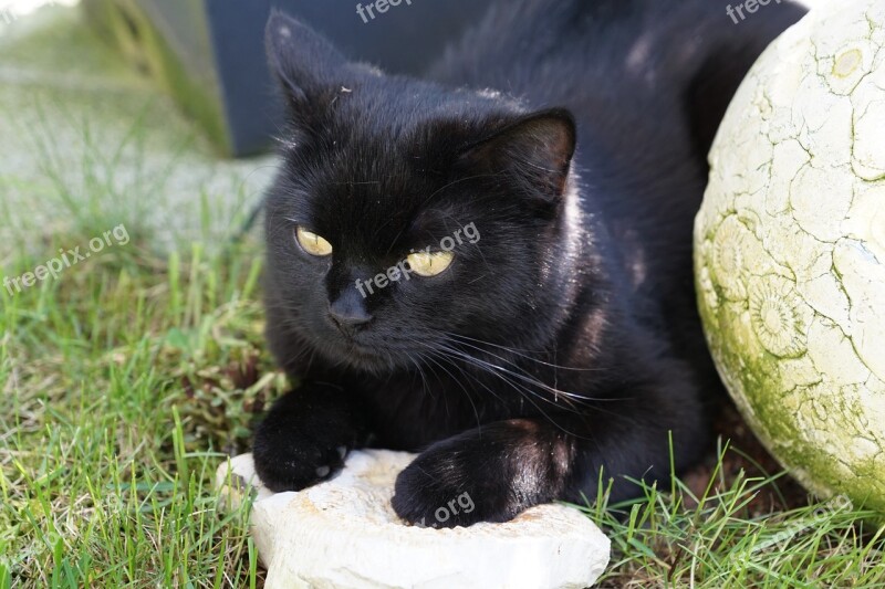 Cat Stone Black Animal Domestic Cat