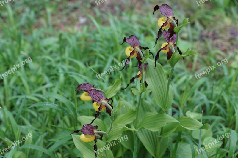 Flower Orchid Frauenschuh Blossom Bloom