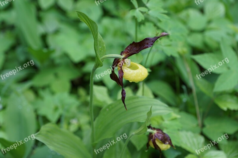 Flower Orchid Frauenschuh Blossom Bloom