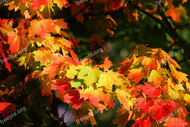 Autumn Leaves Emerge Nature Fall Color