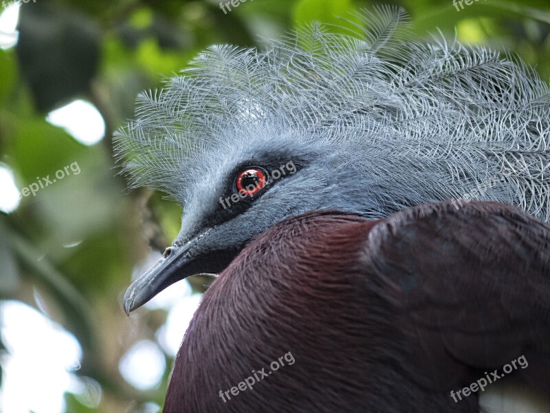 Ave Bird Eye Red Crest