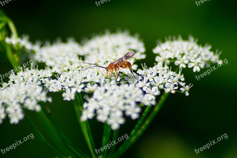 Beetle White Grassland Plants Nature Insect