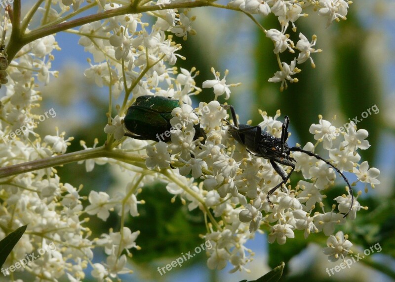 Cerambyx Cerdo The Guldbagge Award Fabulous Beetles Beetle The Beetles