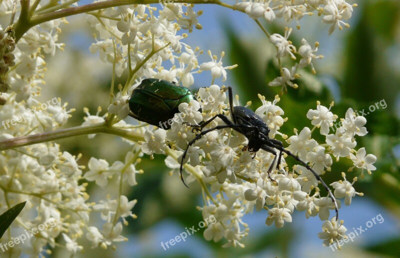 Cerambyx Cerdo The Guldbagge Award Fabulous Beetles Beetle The Beetles