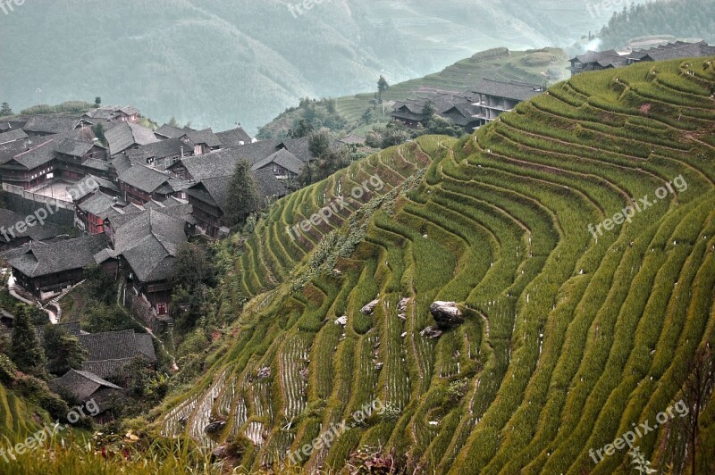 Rice Fields China View Landscape Nature