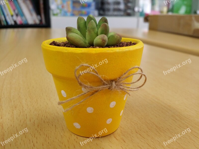 Fleshy In This Clay Potted Plant Mini Potted Succulent