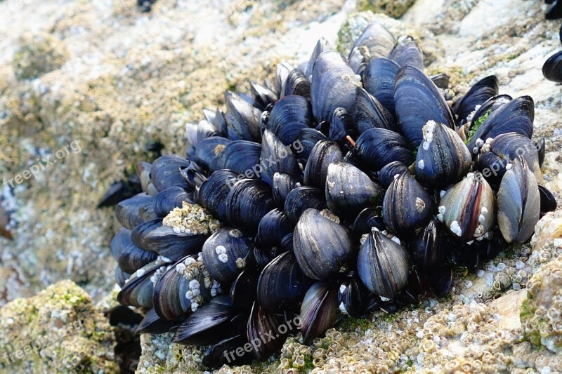 Shellfish Mussels Limpets Seafood Food