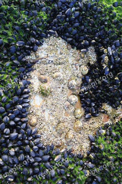 Shellfish Mussels Limpets Seafood Food