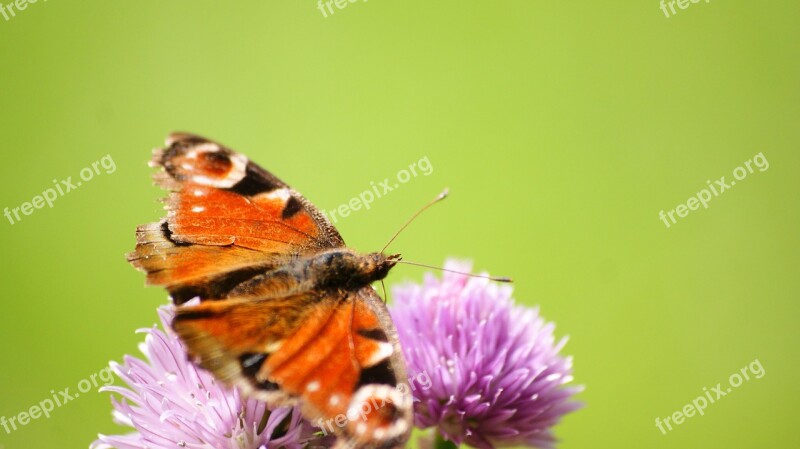 European Peacock Butterfly Green Chives Wings