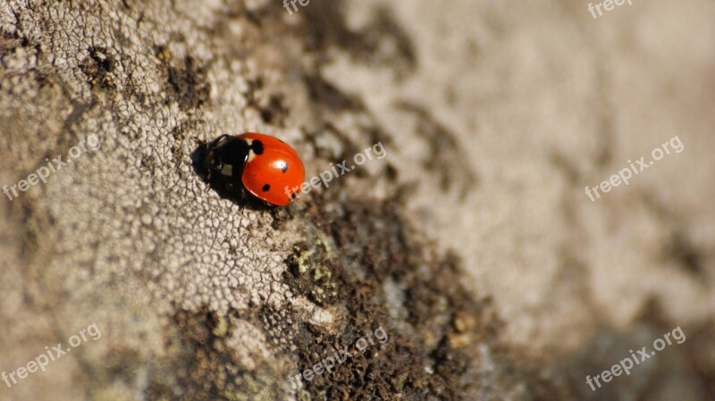 Ladybug Dots Stone Red Black