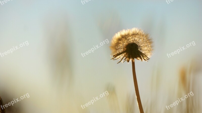 Dandelion Summer Weeds Nature Backlight