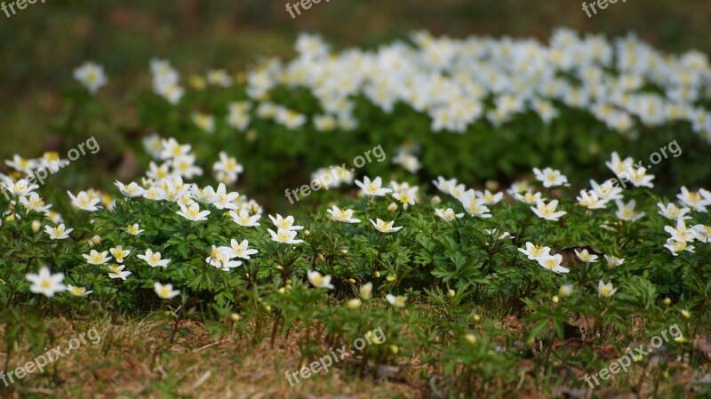 Anemones Flowers Wood Anemone Spring Many