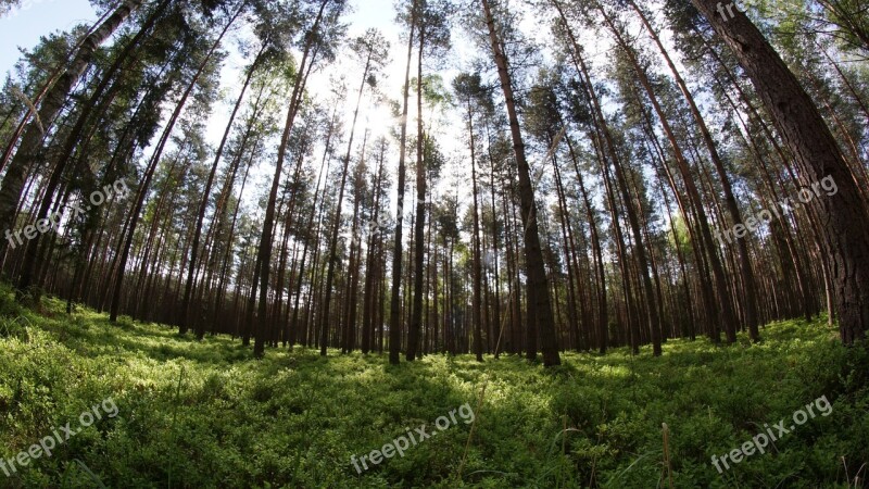 Fisheye Nature Forest Free Photos