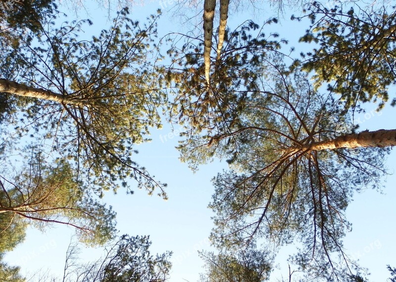 Trees Sky Crown Canopy Nature