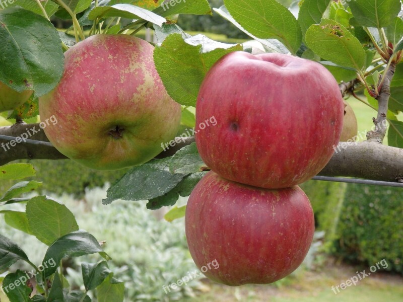 Fruit Apple Red Apple Orchard Red