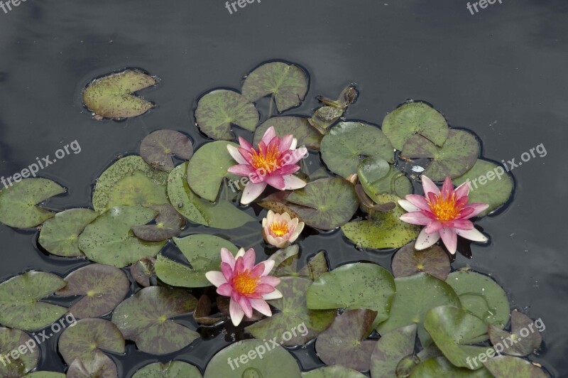 Pink Flower Waterlily Lily Pad Water Plant Tranquility