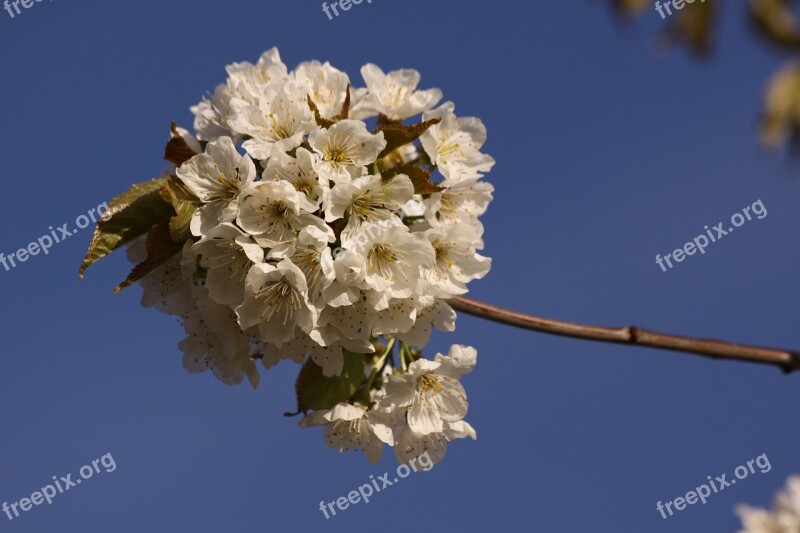 Cherry Branch Spring Flowers Close Up Blue Sky