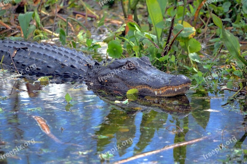 Alligator Gator Wildlife Florida Reptile