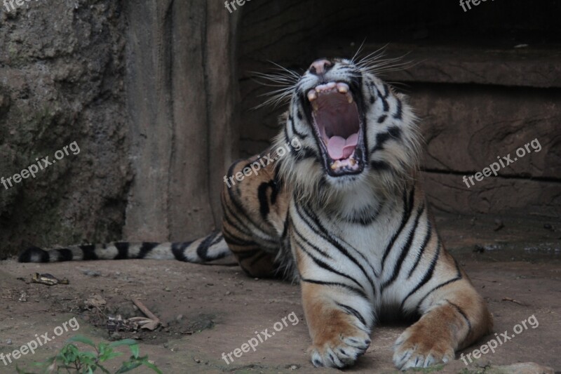 Indonesia Tiger Panthera Sumatran Tigris