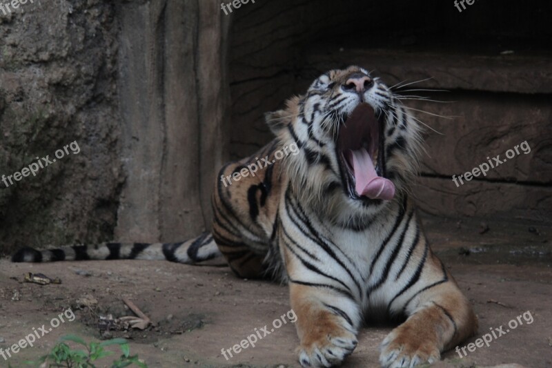 Indonesia Tiger Panthera Sumatran Tigris