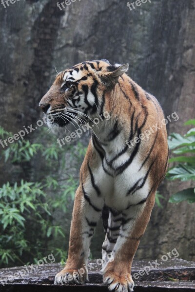 Indonesia Tiger Panthera Sumatran Tigris