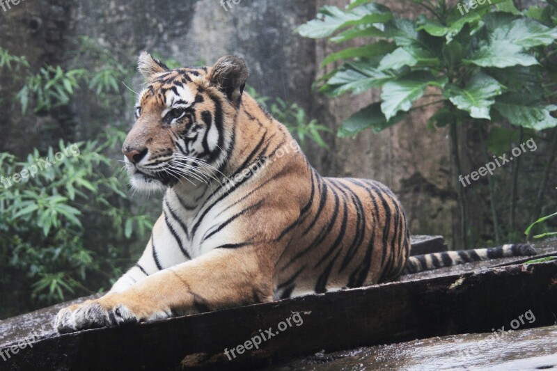 Indonesia Tiger Panthera Sumatran Tigris