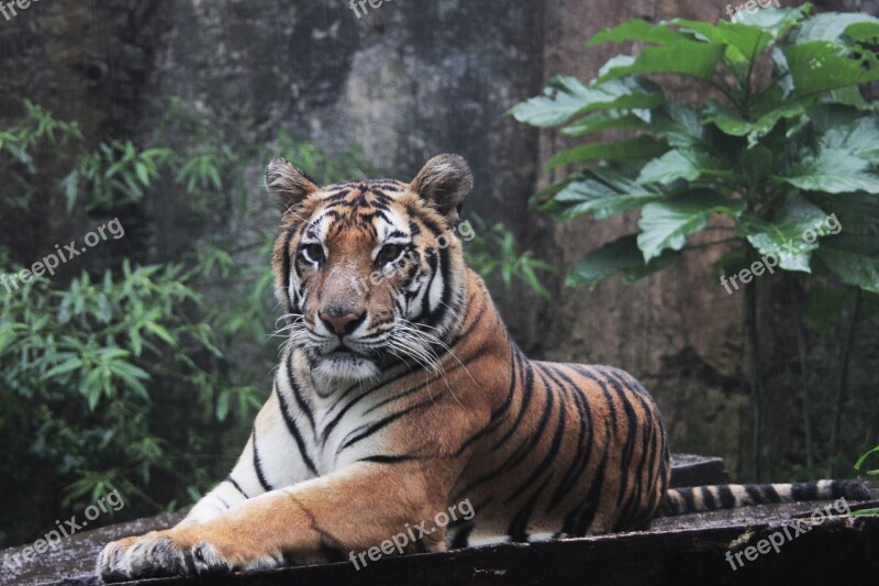 Indonesia Tiger Panthera Sumatran Tigris