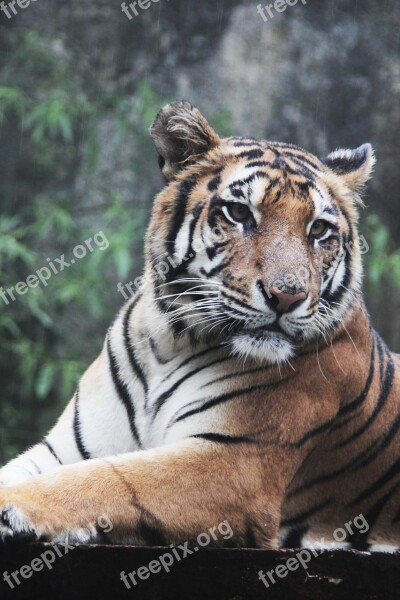 Indonesia Tiger Panthera Sumatran Tigris