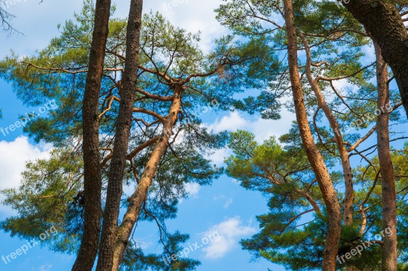 Wood Sky Pine Forest Landscape