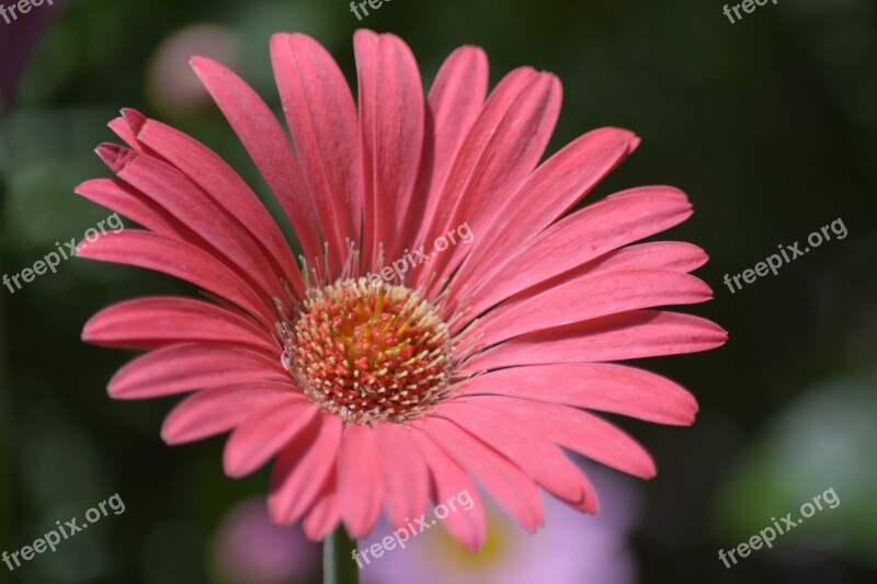 Daisy Pink Flower Pink Daisy Garden