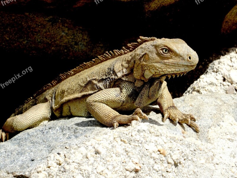 Iguana Caribbean Reptile Scale Lizard