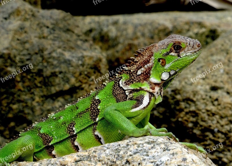 Iguana Caribbean Green Lizard Reptile