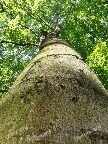 Beech Tree Forest Strain Bark