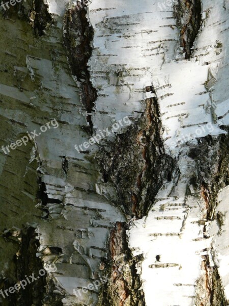 Birch Bark Strain Forest Tree Bark