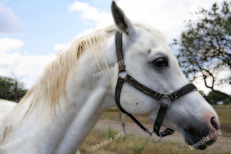 Horse Mane Horses Horseback Riding Trotter