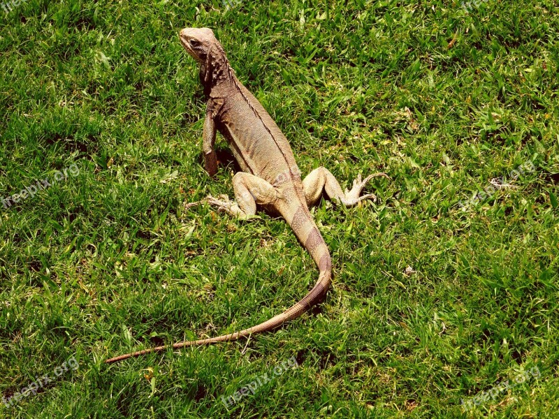 Iguana Caribbean Reptile Scale Lizard