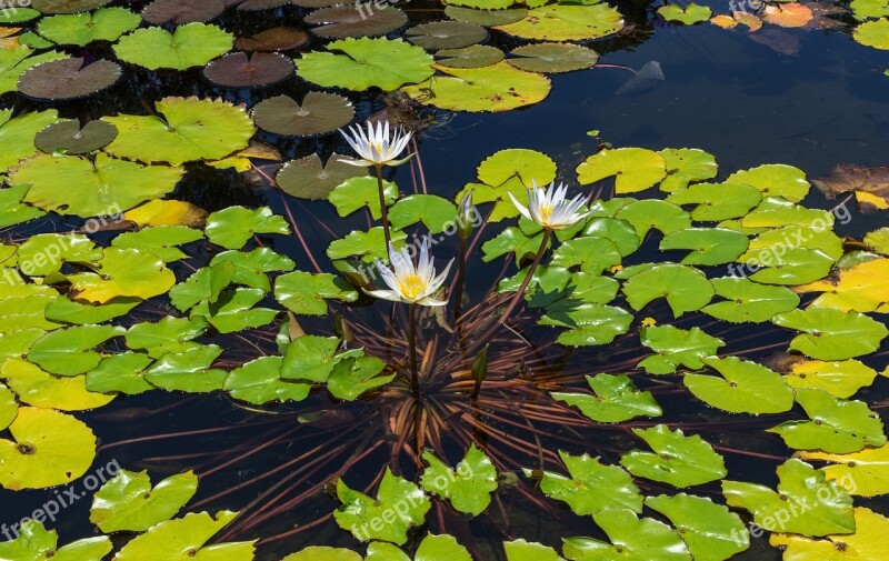 Water Lily Aquatic Plant Leaves Aquatic Flowers