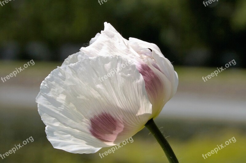 Poppy Flower Plant Field Crop