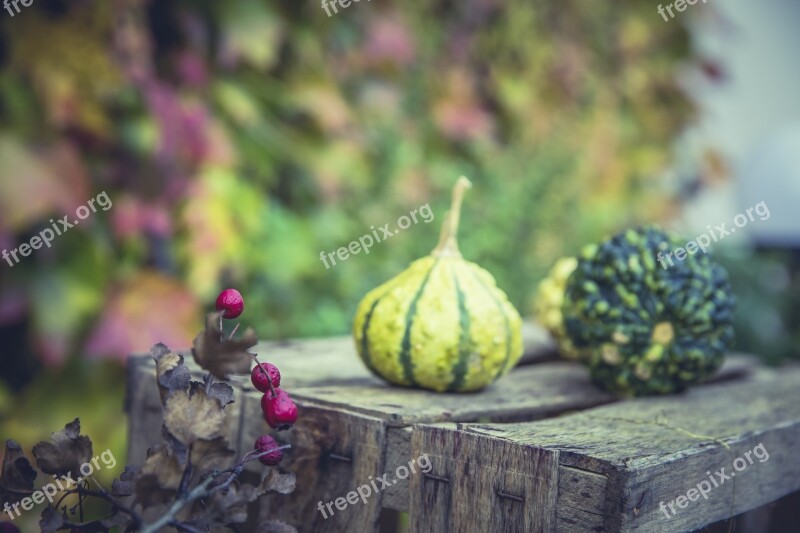 Gourd Pumpkin Autumn Orange Thanksgiving