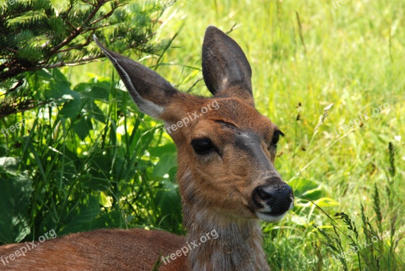 America Washington State Animal Mammal Deer