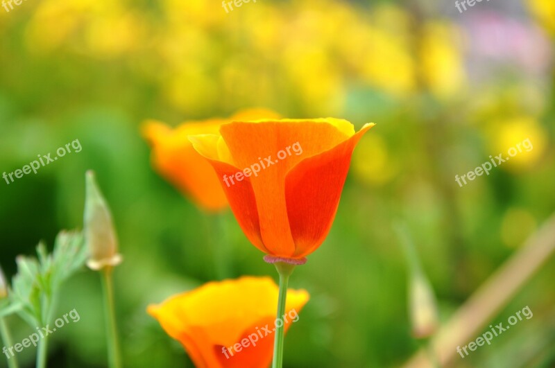 Poppy Wildflower Meadow Flower Free Photos