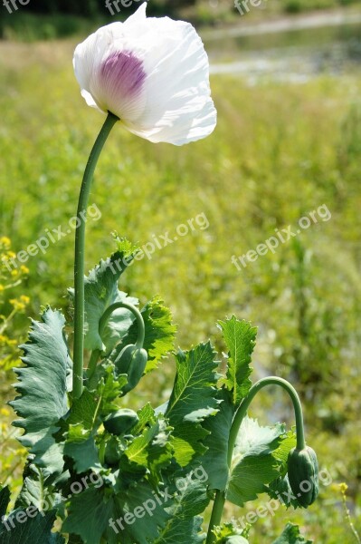 Poppy Flower Plant Flowering Field