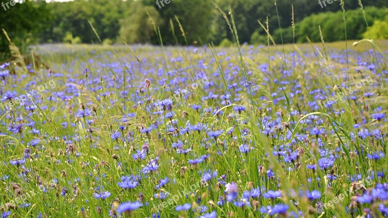 Wildflower Meadow Flower Summer Plants Sunshine Nature