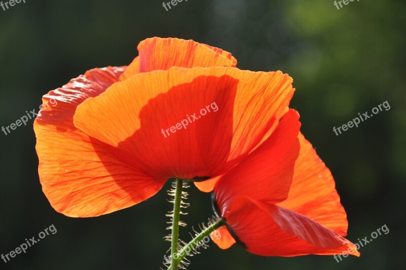 Poppy Wildflower Meadow Flower Summer Plants Free Photos